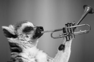 animal-playing-trumpet