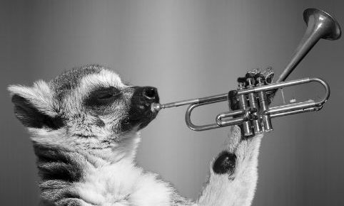 animal-playing-trumpet