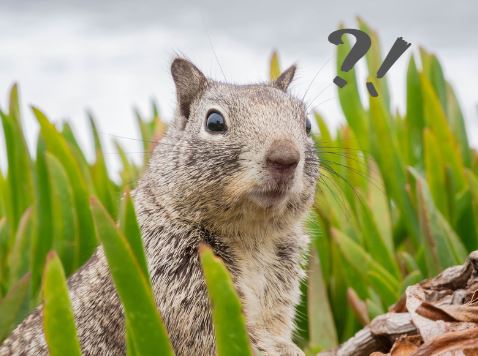 surprising-squirrel