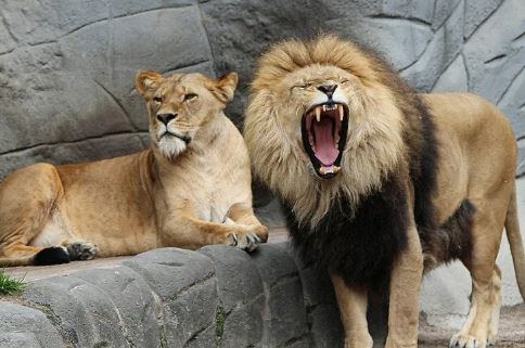 male-and-female-lions
